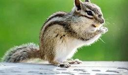 娱乐吃瓜小松鼠小说下载,揭秘小说世界中的趣味下载之旅