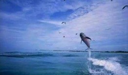 娱乐吃瓜酱飞鸟与鱼