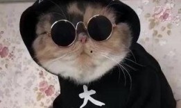 吃瓜娱乐的喵哥是谁啊,网络红人的魅力与影响力